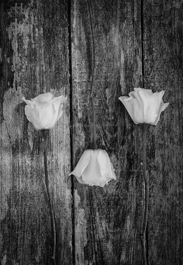 Rose Photograph - Three White Roses by Kim Hojnacki