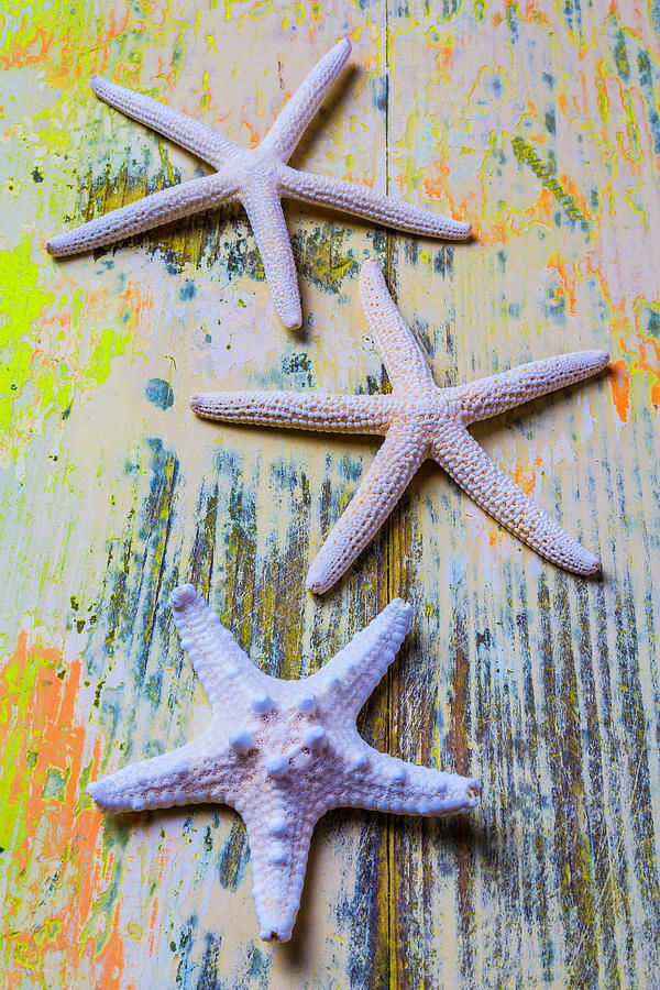 Three White Starfish Photograph by Garry Gay