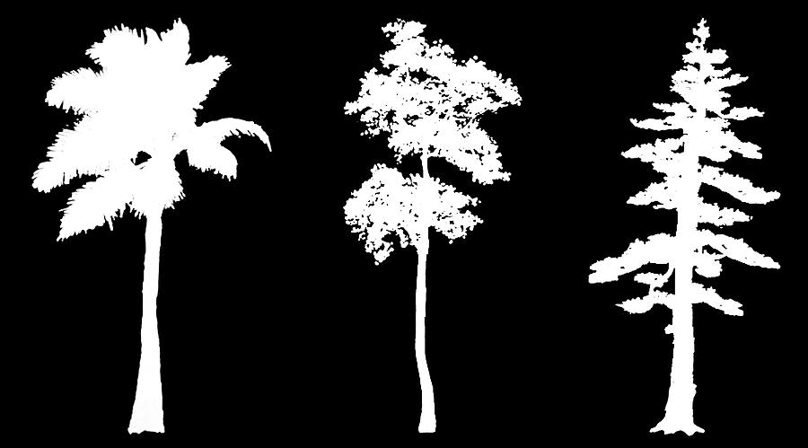 Three White Trees Digital Art by Roy Pedersen