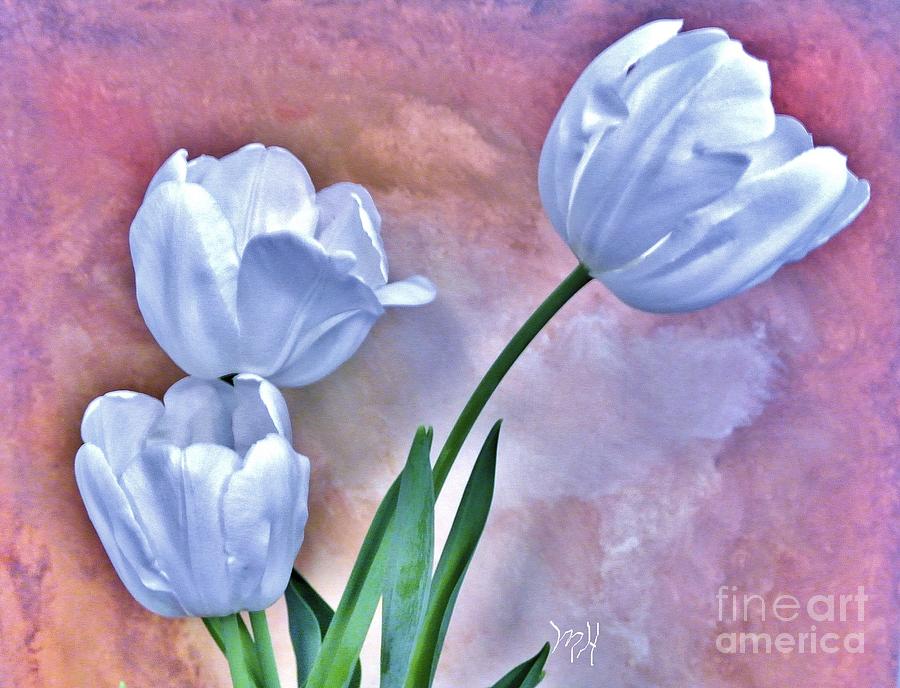 Three White Tulips Photograph by Marsha Heiken