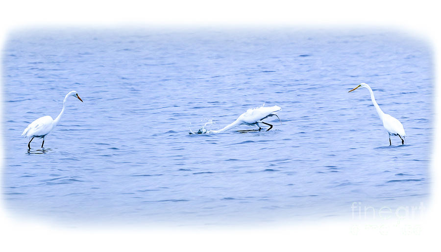 Three White Water Birds Digital Art