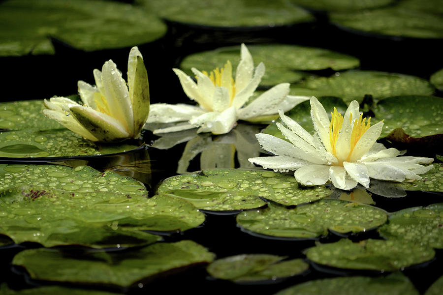 Three White Water Lilies Photograph by Nadalyn Larsen