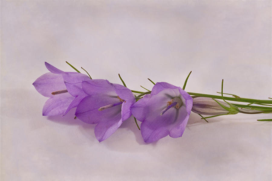 Summer Photograph - Three Wild Campanella Blossoms - Macro by Sandra Foster