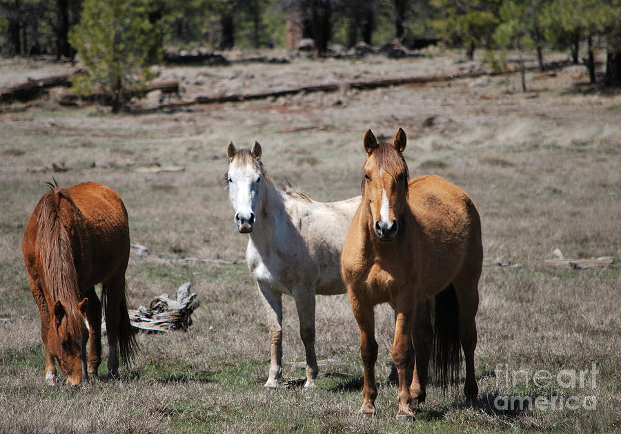 Three Wild Horses Photograph by Donna Greene
