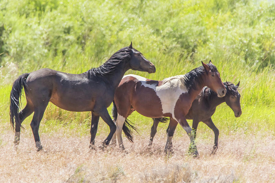 Three Wild Horses Photograph by Marc Crumpler