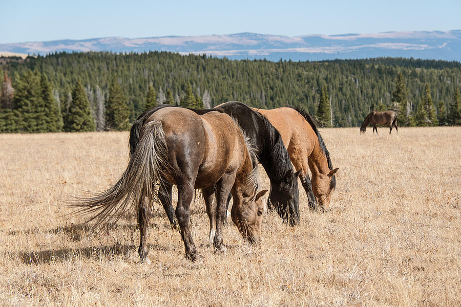 Three Wild Mustangs Photograph by Bert Peake