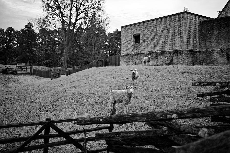 Three Williamsburg Sheep Photograph by Lara Morrison