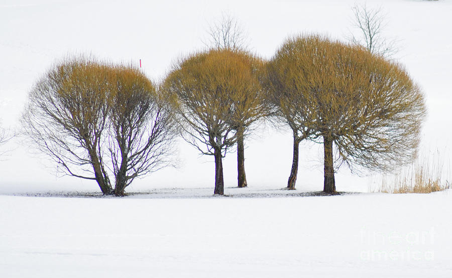 Winter Photograph - Three willow by Esko Lindell