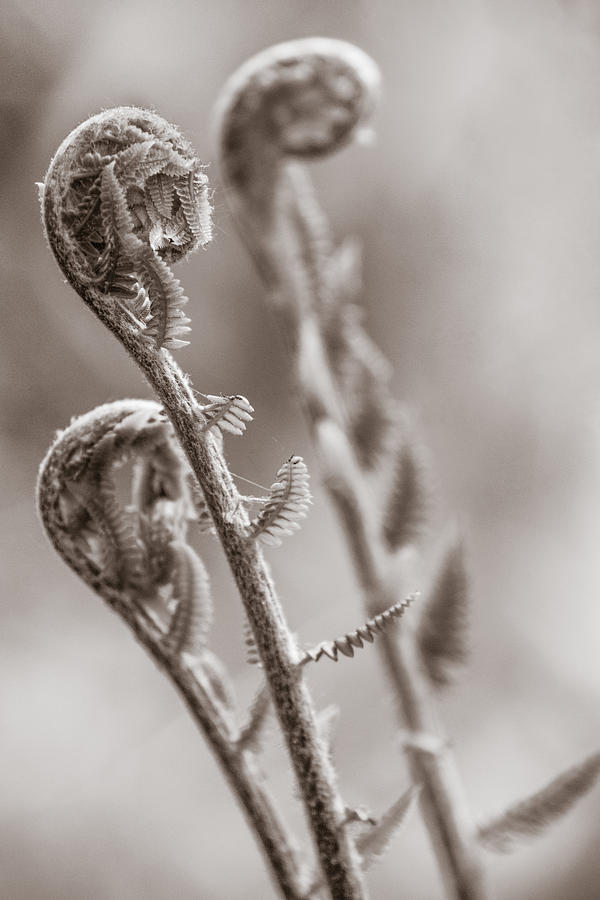 Three Wise Ferns Photograph by Chris Bordeleau