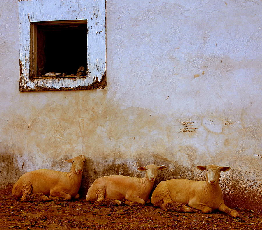 Sheep Photograph - Three Wise Sheep by Maggie McLaughlin