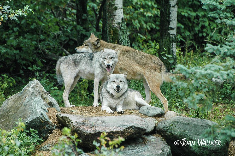 Three Wolves Photograph by Joan Wallner