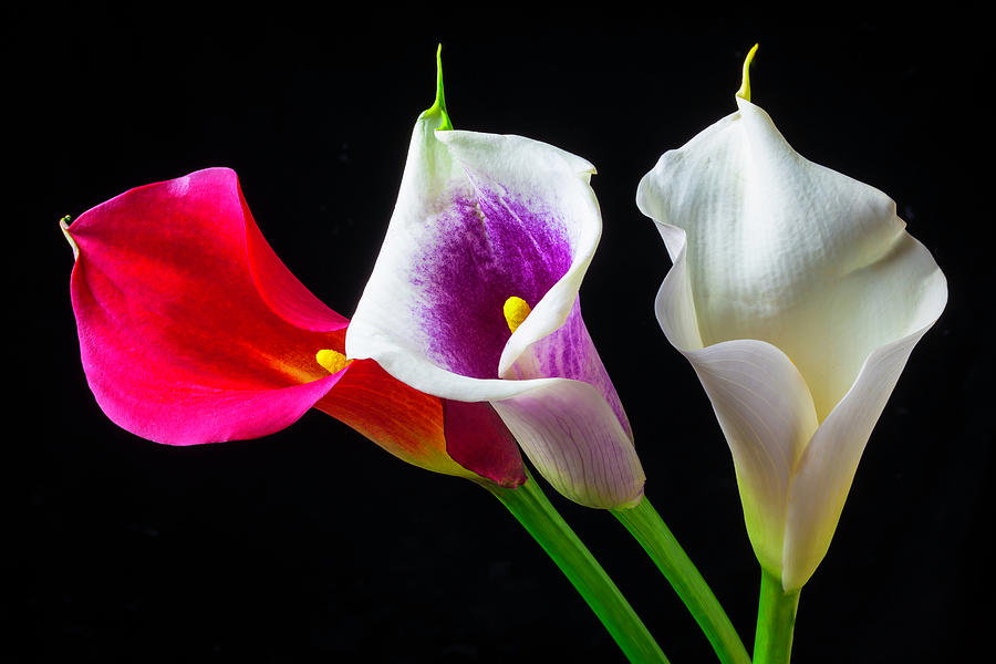 Three Wonderful Calla lilies Photograph by Garry Gay