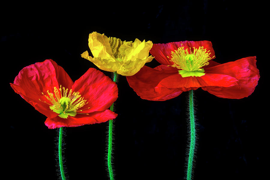 Three Wonderful Iceland Poppies Photograph by Garry Gay