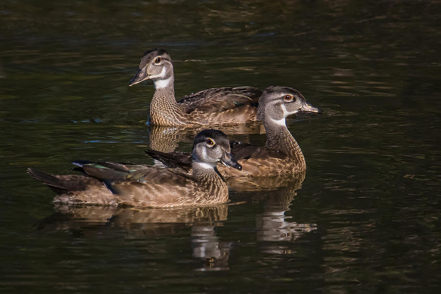 Three Wood ducks Photograph by Kevin Giannini