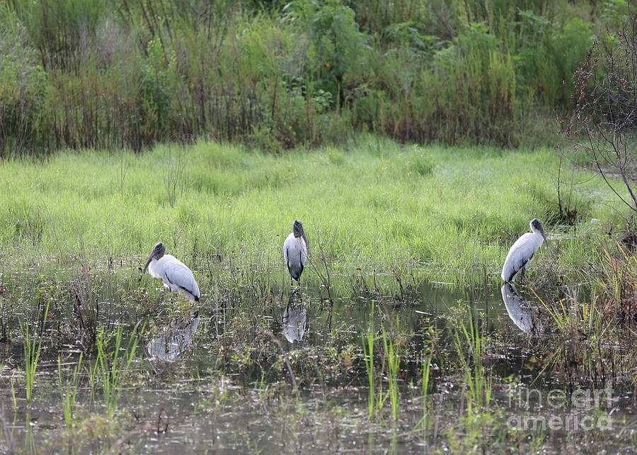 Three Wood Storks in the Marsh Photograph by Carol Groenen