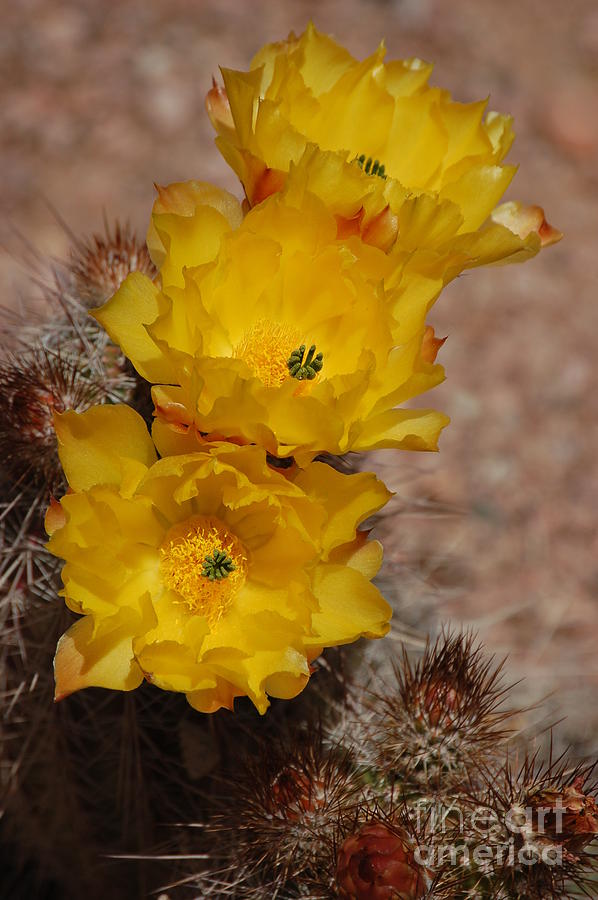 Three Yellow Cactus Flowers by Frank Stallone Three Yellow Cactus Flowers by Frank Stallone