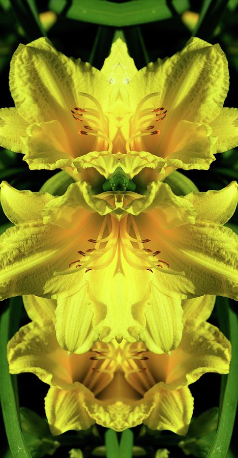 Three Yellow Flowers Two  Digital Art by Lyle Crump