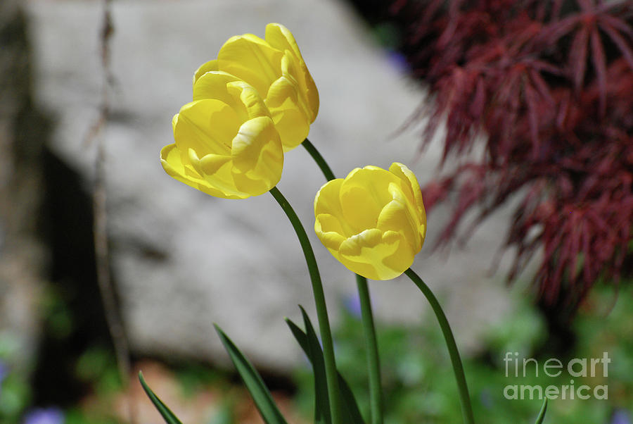 Three Yellow Garden Tulips Flowering in Spring Photograph by DejaVu Designs
