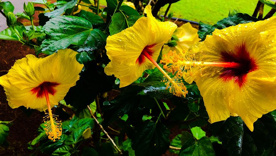 Three Yellow Hibiscus in Puna Photograph by Joalene Young