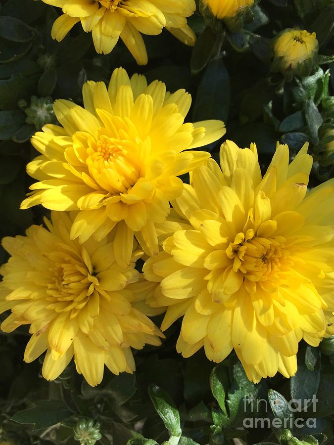Three Yellow Mums Photograph by CAC Graphics