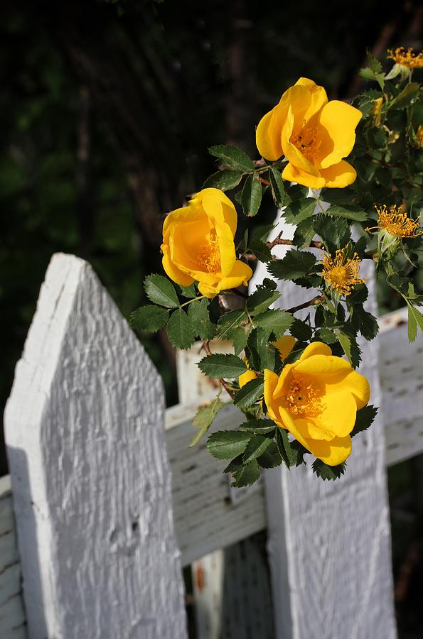 Three Yellow Roses  Photograph by Buck Buchanan