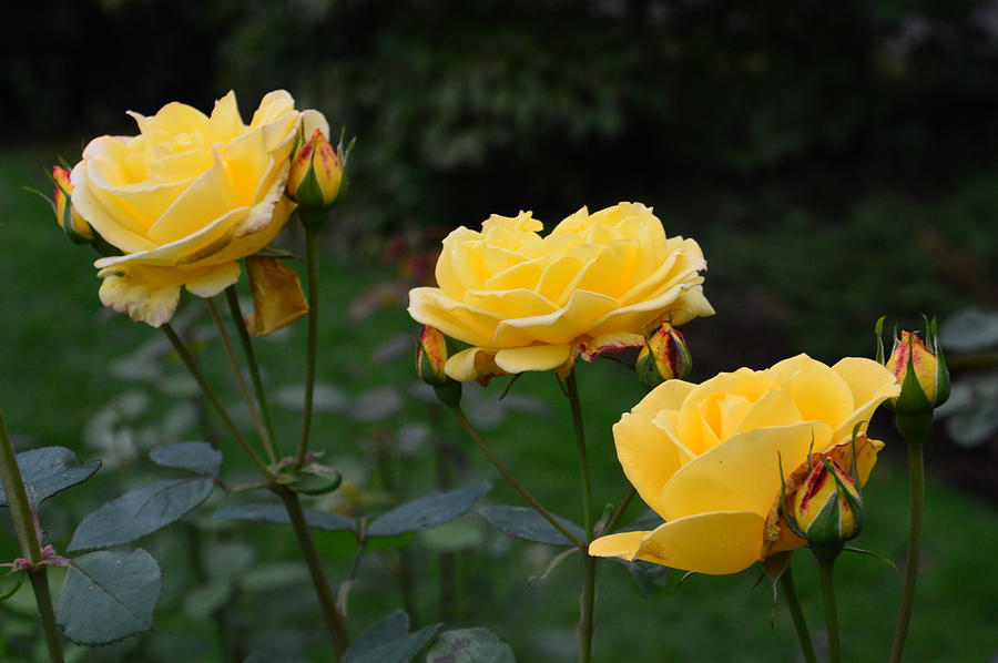 Three Yellow Roses Photograph by Stephen Jenkins