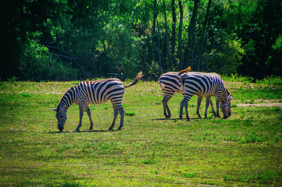 Three Zebras Photograph by Bill Cannon