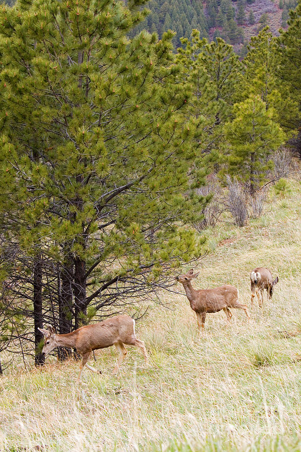 Threemule Deer In The Pike National Forest Photograph