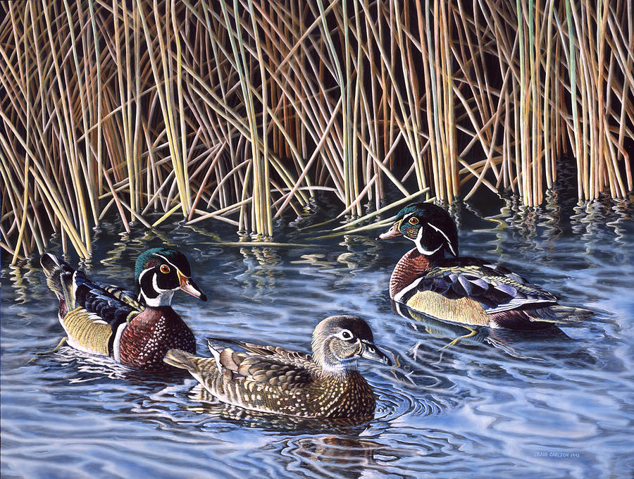 Three's A Crowd - Wood Ducks Painting by Craig Carlson