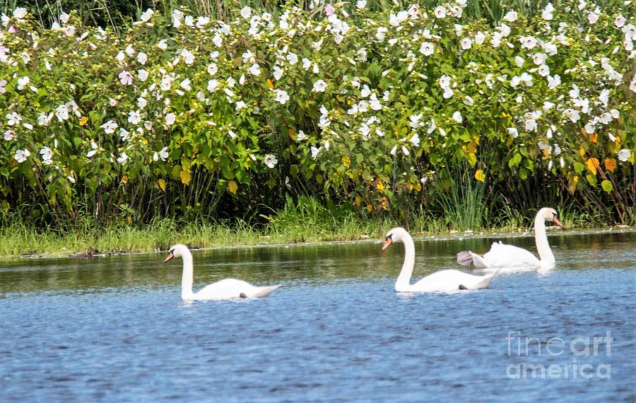 Nature Photograph - Threes A Crowd by Tom Horsch Photography