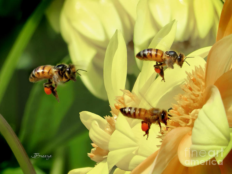 Threes Company Bees Photograph by Jennie Breeze