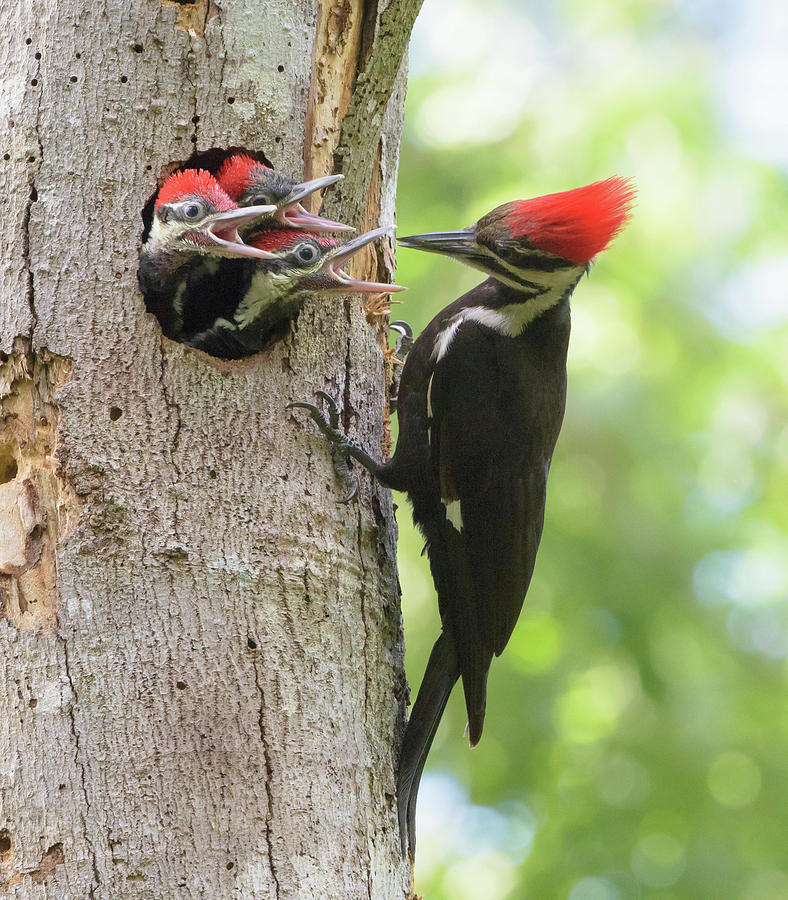 Three's Company Photograph by Jim Gray - Fine Art America