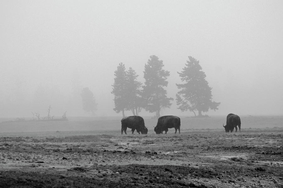 Threes in the Fog Black and White Photograph by Bruce Gourley