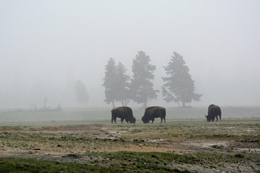 Threes in the Fog Photograph by Bruce Gourley