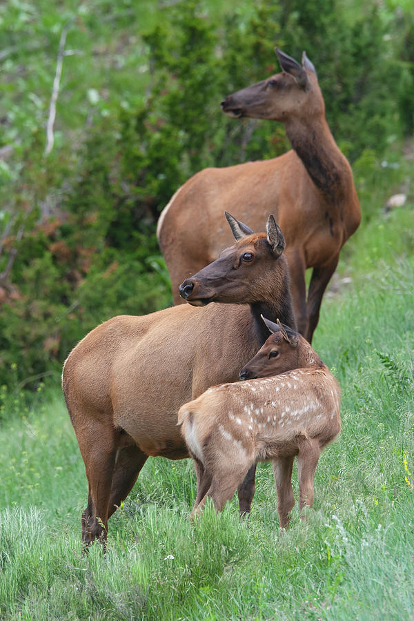 Threesome Elk Photograph by Mark Miller