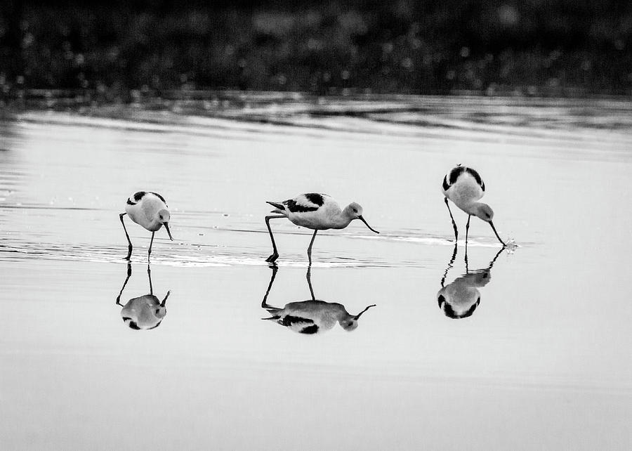 Wildlife Photograph - Threesome by Ray Silva