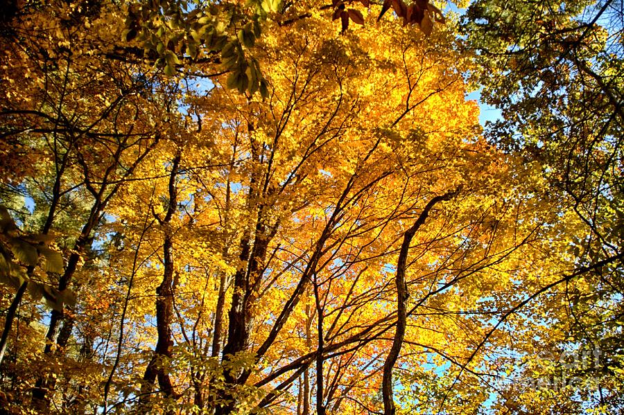 Tree Photograph - Thrills of Autumn by Catherine Melvin
