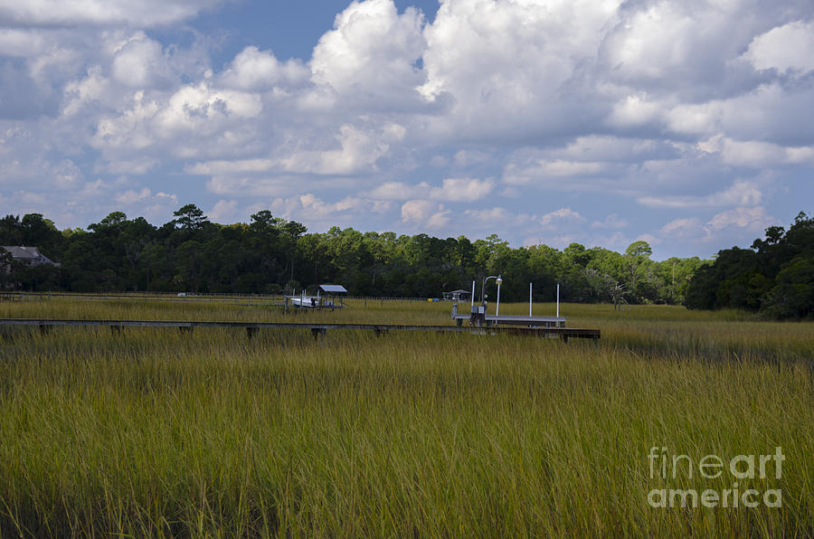 Thriving Beauty Of The Lowcountry Photograph