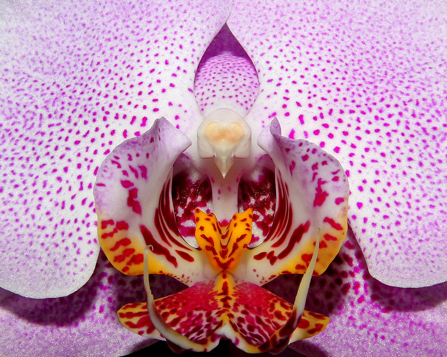 Throat of an Orchid Photograph by Judy Vincent