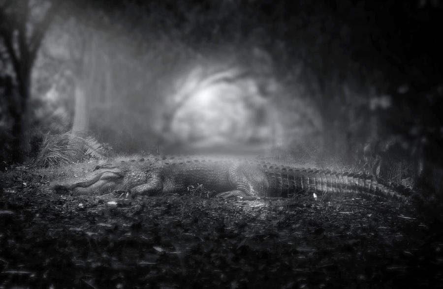 Throne of the Swamp king Photograph by Mark Andrew Thomas - Fine Art ...