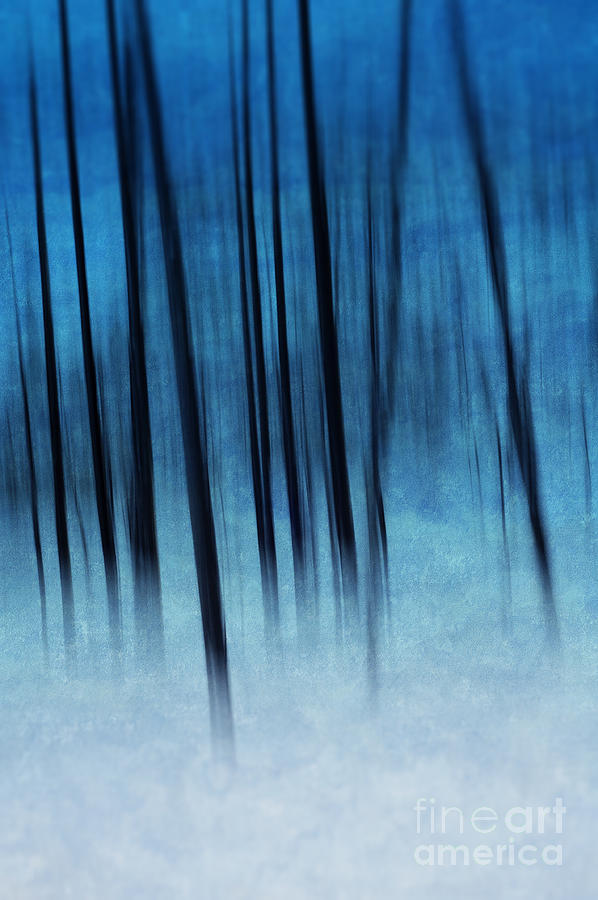 Through a Wood Darkly Photograph by David Lichtneker