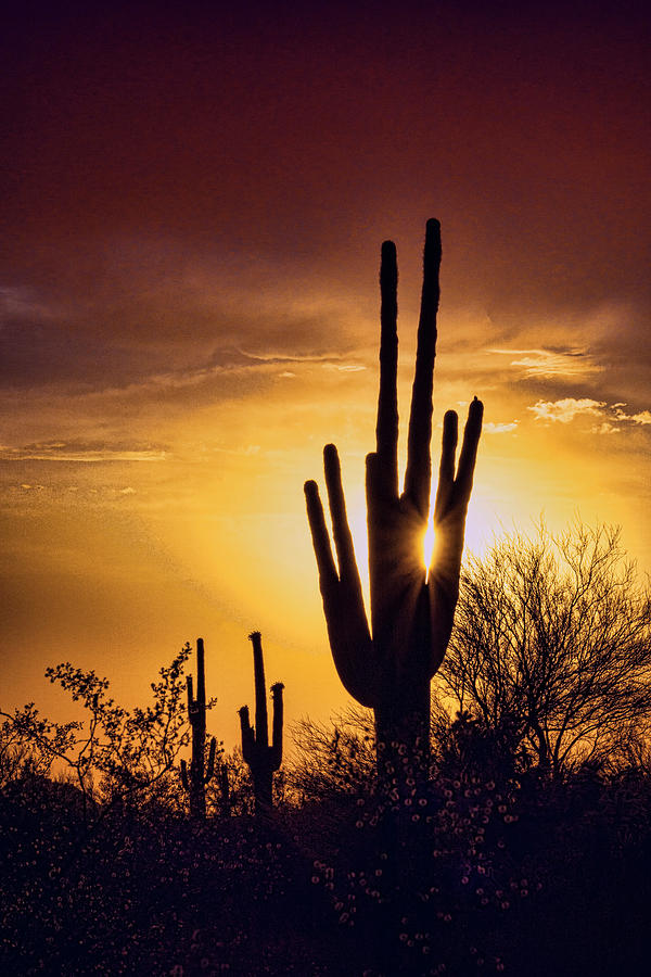 Through the Arms of the Saguaro  Photograph by Saija Lehtonen