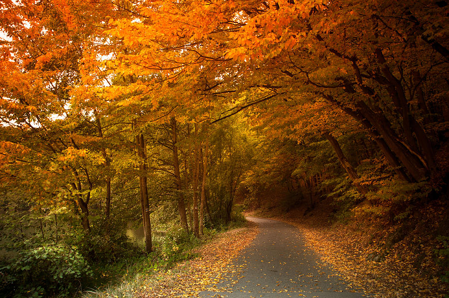 Through the Autumn Glory Photograph by Jenny Rainbow