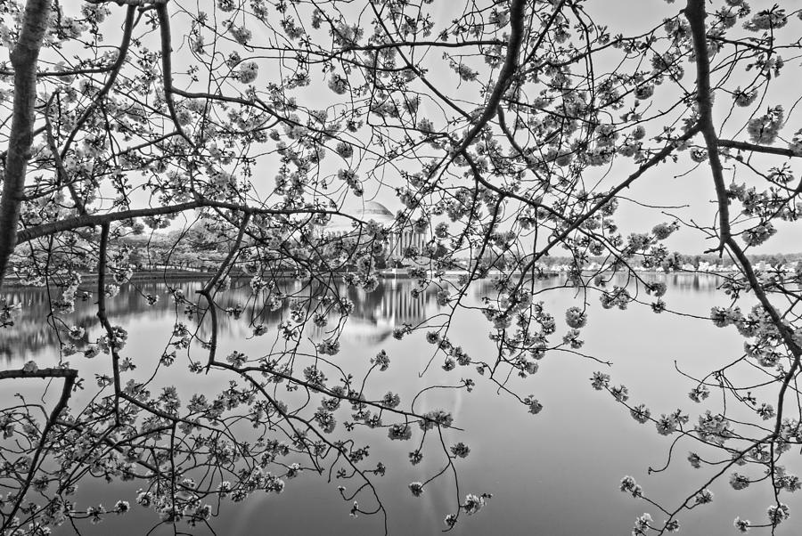 Through the Cherry Tree Black and White Photograph by Mark Dodd