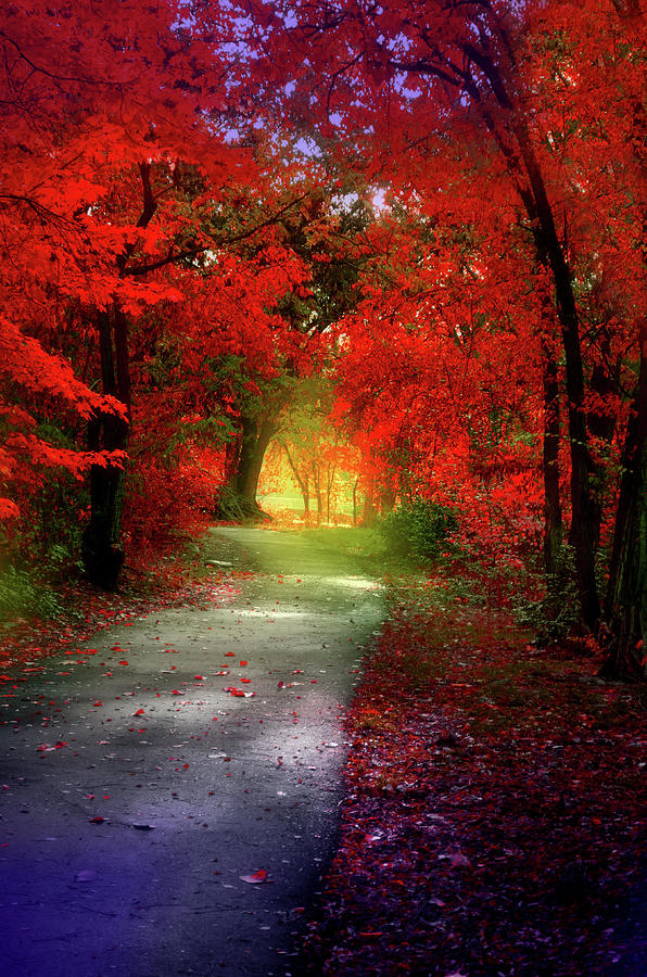 Through the Crimson Leaves to a Golden Beginning Photograph by Tara ...