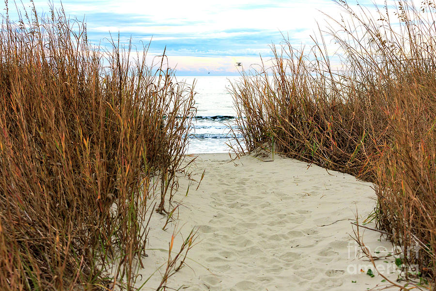 Through the Dunes at North Myrtle Beach Photograph by John Rizzuto