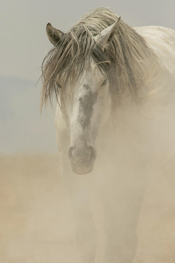 Through The Dust Photograph by Kent Keller