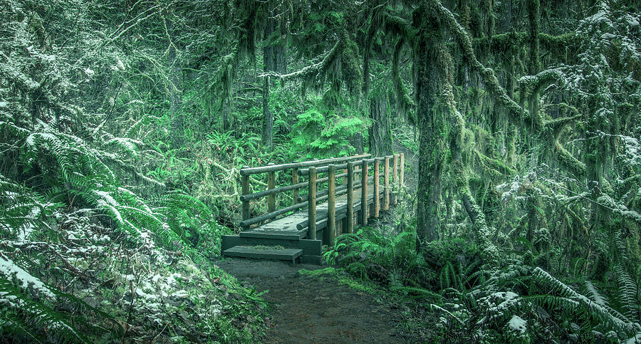 Through the Emerald Woods Photograph by Don Schwartz