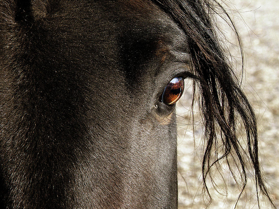 Through the Eye of a Stallion Photograph by Scott Hovind