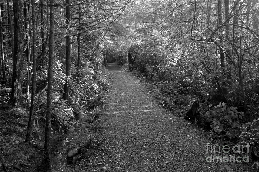 Through The Forest Canopy Black And White Photograph by Adam Jewell